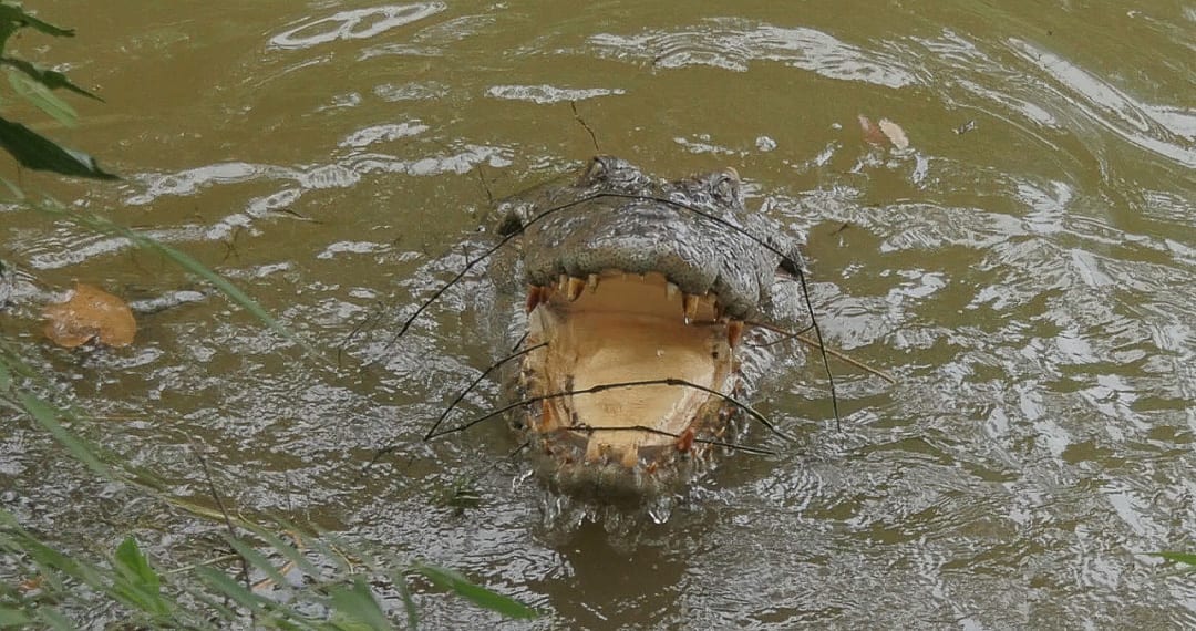 The Buddhist Crocodile